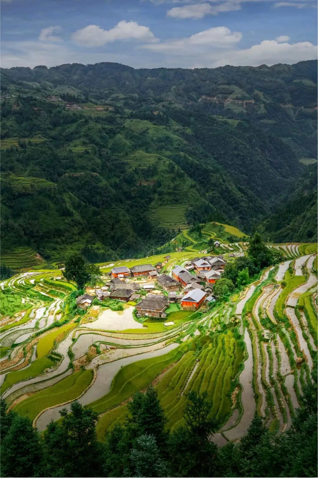 375535-金色加榜梯田 江杰.jpg