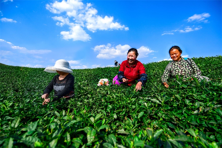 在贵定县的绿色大山，25.56万亩生态茶园随山势绵延起伏。这片绿意涌动的土地年产优质茶叶上万吨，带动1.68万户6.32万茶农增收致富。2024年该县茶叶产量1.18万吨产值达5.8亿元，预计2025年产量1.27万吨，产值将攀升至6亿元，茶产业正成为撬动乡村振兴的生态杠杆。图为贵定县云雾镇鸟王村农户在采收茶叶。 贵州日报天眼新闻记者 陈慧 摄.jpg