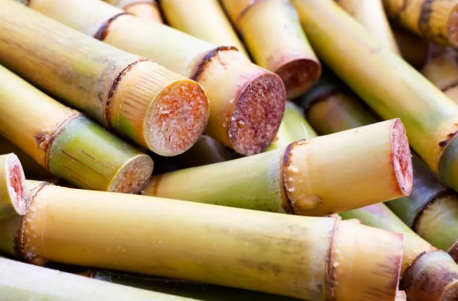 为什么清明前后甘蔗可能有毒性？一文了解