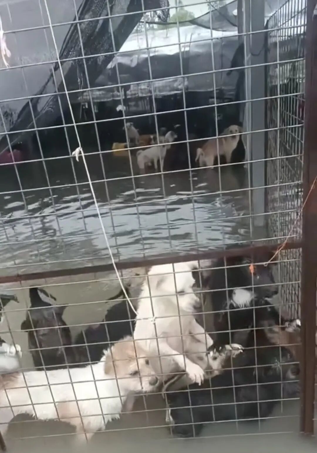 台风“白海豚”来袭，台州一家流浪动物基地被淹，大量小狗小猫被泡在水里，基地负责人称“不敢将它们放出笼”，动物疫病防控中心回应-新闻详情